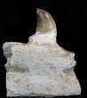 Mosasaur Jaw Section With Tooth #35030-2